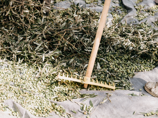 The benefits of high phenolic olive oil: your guide to high polyphenol olive oil