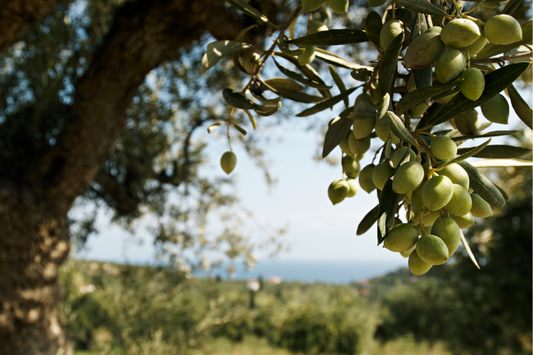 What is Early Harvest Olive Oil?