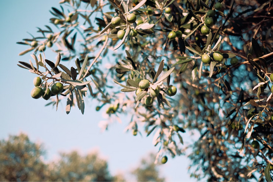 New Study Shows Benefit To Using High Phenolic EVOO As Primary Source of Fat