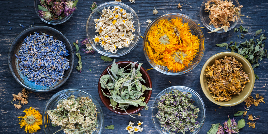 herbs hanging on clothesline