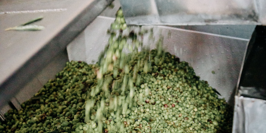 Fresh green olives entering processing equipment after harvest