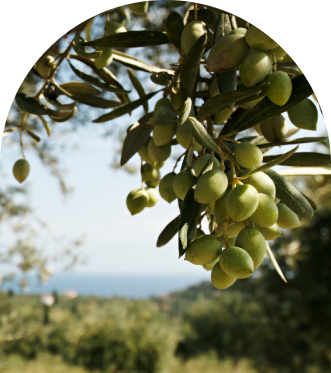 Green olives hand-harvested early and pressed within hours